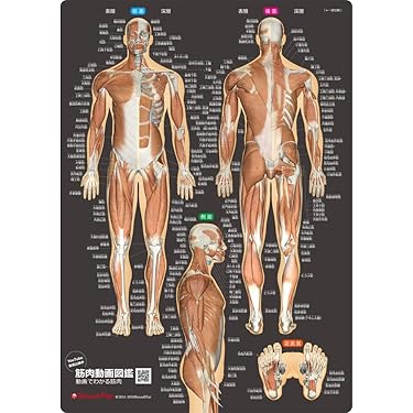 Amazon.co.jp 売れ筋ランキング: 解剖学 の中で最も人気のある商品です